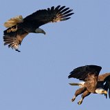 10SB8859 American Bald Eagles